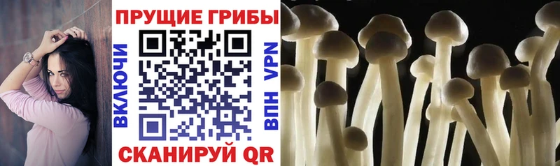 где купить Верхняя Салда Галлюциногенные грибы GOLDEN TEACHER